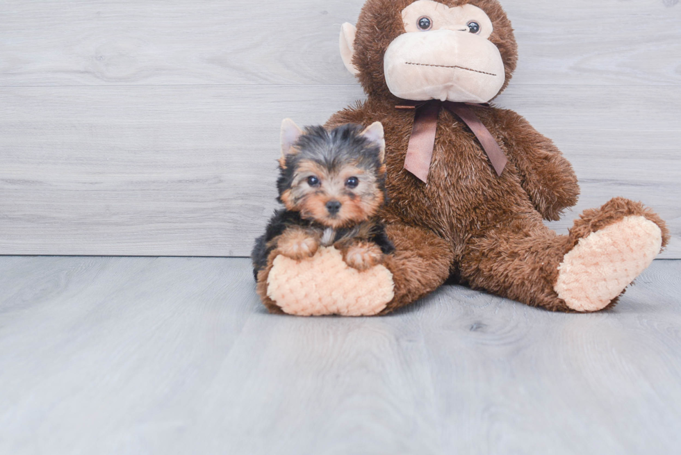 Meet Tinkerbell - our Yorkshire Terrier Puppy Photo 