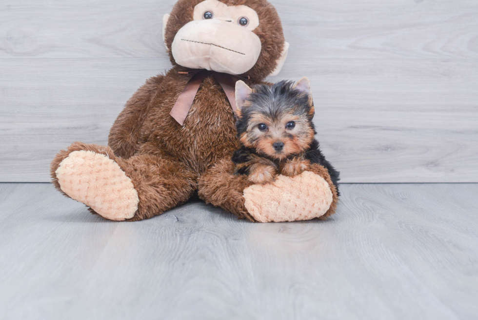 Meet Tinkerbell - our Yorkshire Terrier Puppy Photo 