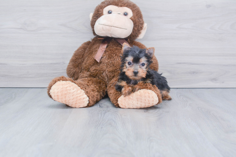 Meet Tinkerbell - our Yorkshire Terrier Puppy Photo 