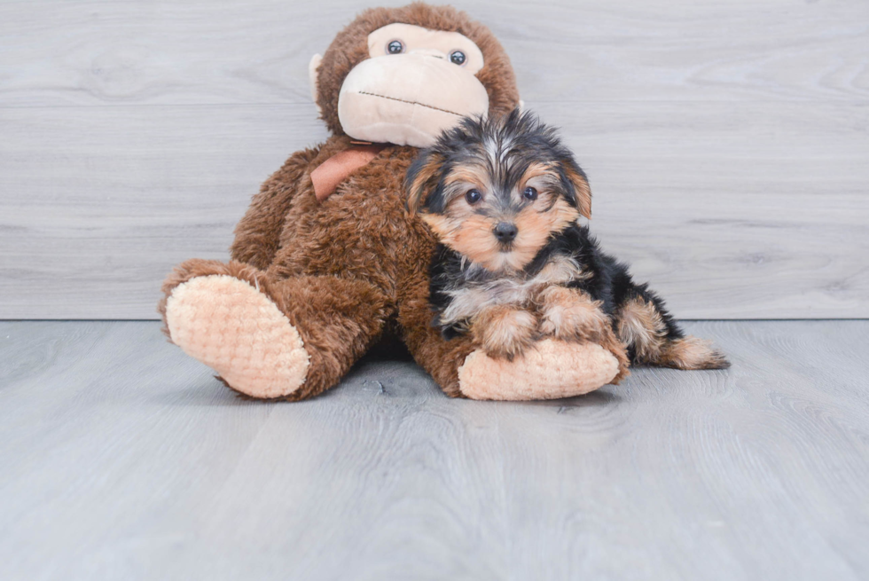 Meet Tinkerbell - our Yorkshire Terrier Puppy Photo 