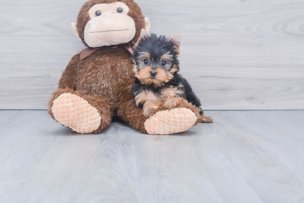 Meet Tinkerbell - our Yorkshire Terrier Puppy Photo 