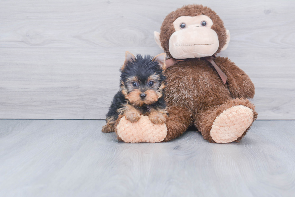 Meet Tinkerbell - our Yorkshire Terrier Puppy Photo 