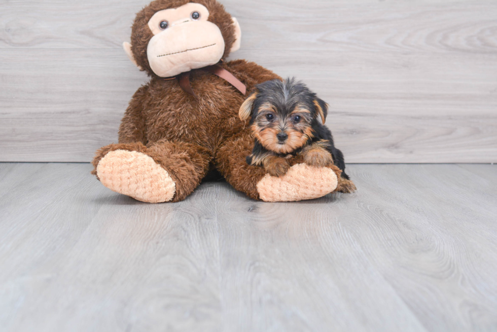 Meet Tinkerbell - our Yorkshire Terrier Puppy Photo 