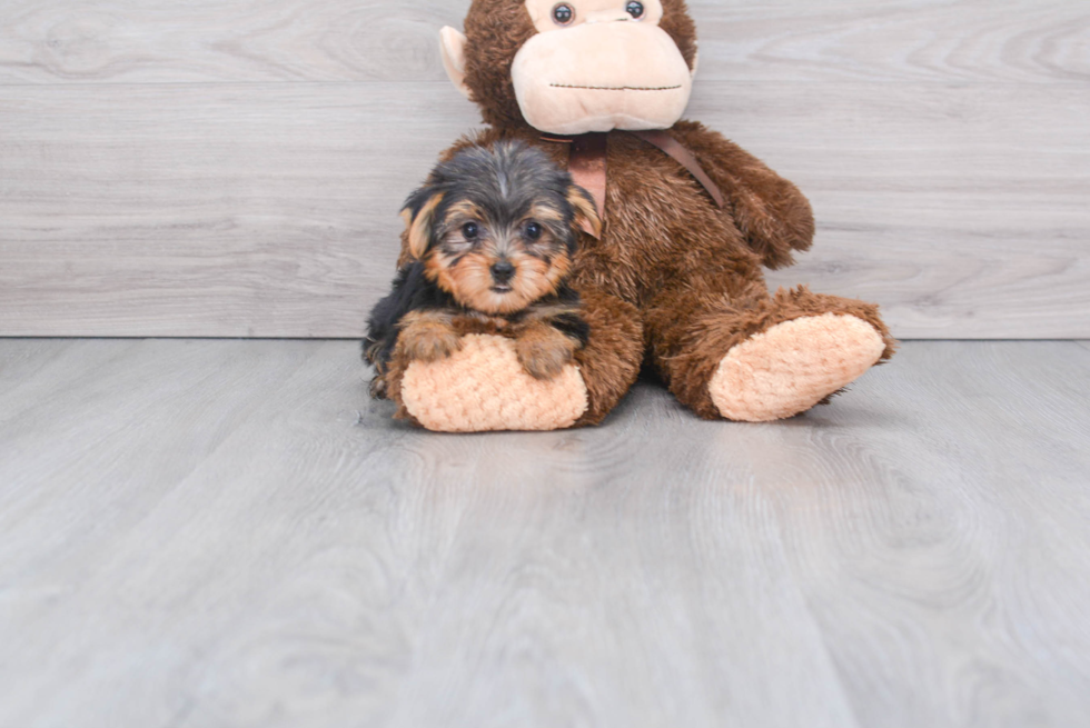 Meet Tinkerbell - our Yorkshire Terrier Puppy Photo 