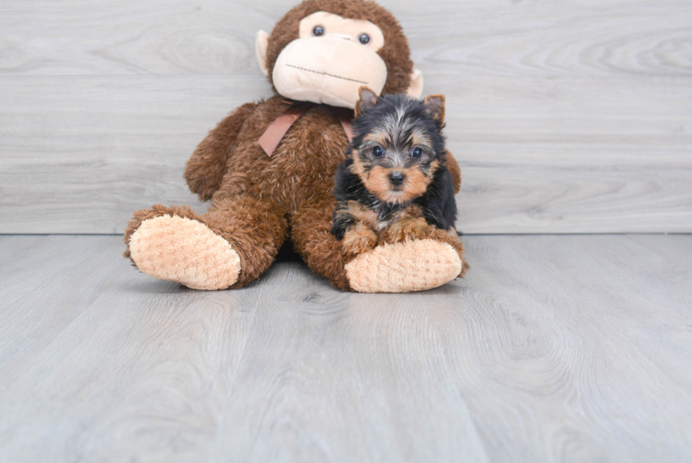 Meet Tinkerbell - our Yorkshire Terrier Puppy Photo 