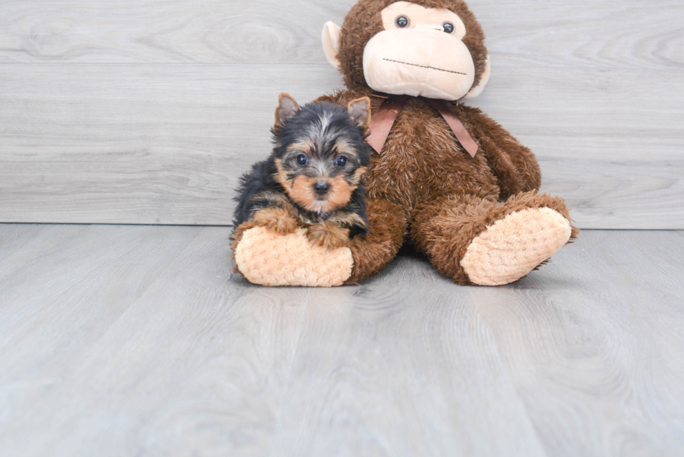 Meet Tinkerbell - our Yorkshire Terrier Puppy Photo 