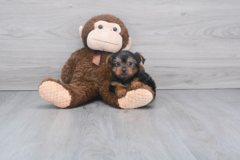 Meet Steph - our Yorkshire Terrier Puppy Photo 