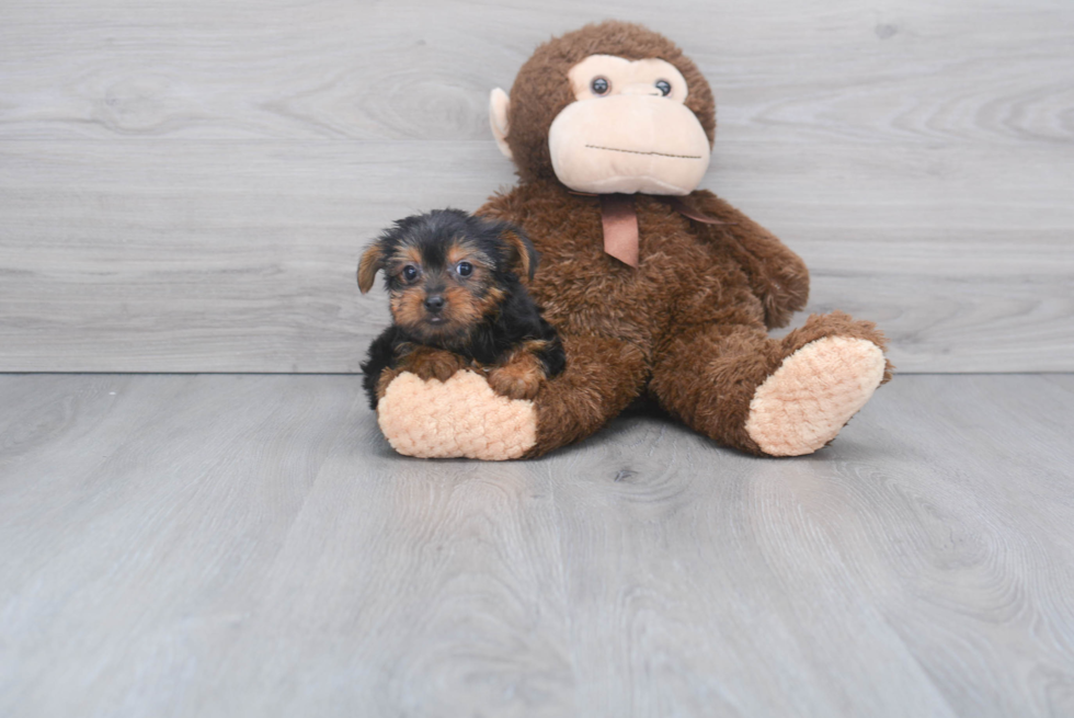 Meet Steph - our Yorkshire Terrier Puppy Photo 