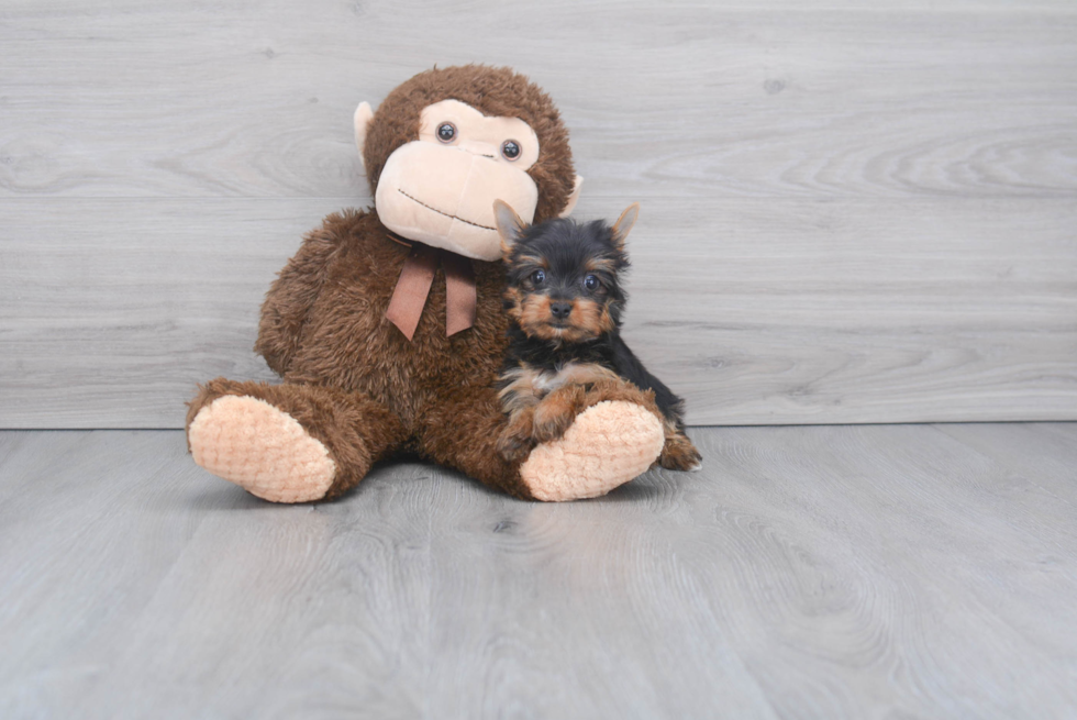 Meet Tinkerbell - our Yorkshire Terrier Puppy Photo 
