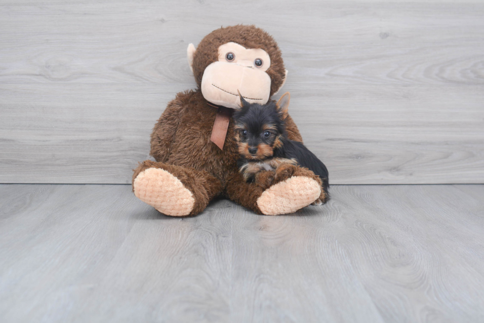 Meet Tinkerbell - our Yorkshire Terrier Puppy Photo 