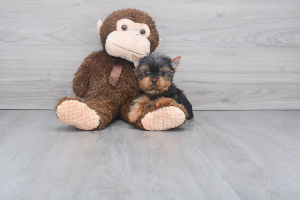 Meet Tinkerbell - our Yorkshire Terrier Puppy Photo 