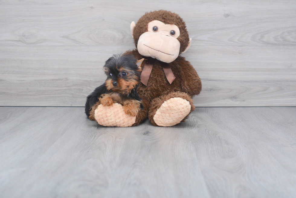 Meet Tinkerbell - our Yorkshire Terrier Puppy Photo 