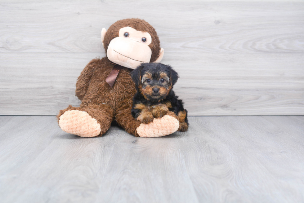 Meet Tinkerbell - our Yorkshire Terrier Puppy Photo 