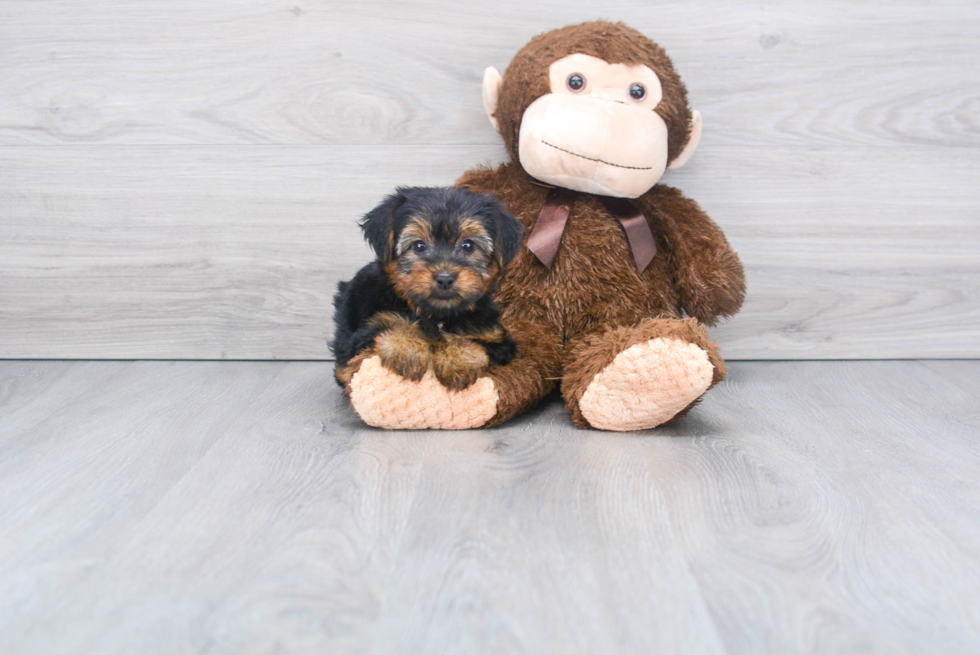 Meet Tinkerbell - our Yorkshire Terrier Puppy Photo 