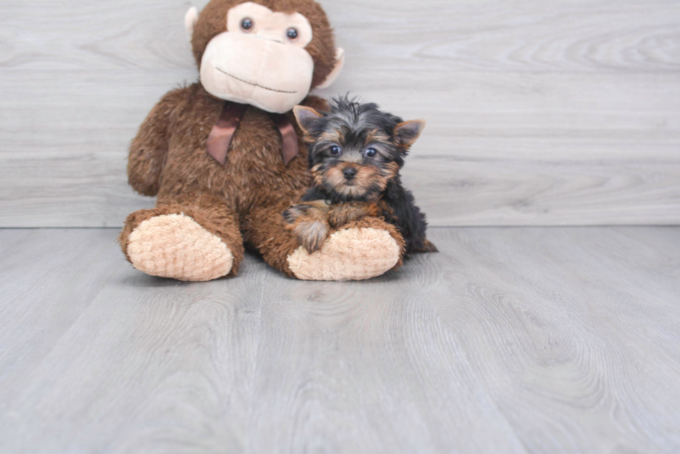 Meet Tinkerbell - our Yorkshire Terrier Puppy Photo 