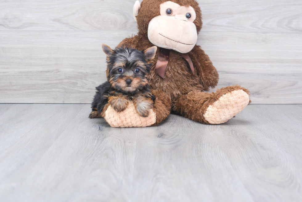 Meet Tinkerbell - our Yorkshire Terrier Puppy Photo 