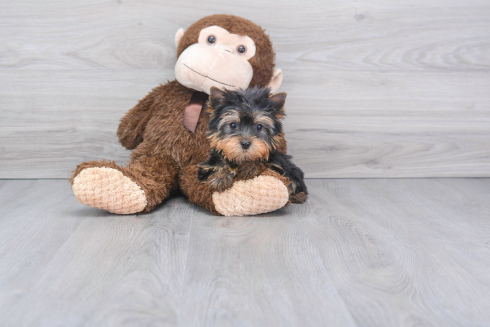 Meet Tinkerbell - our Yorkshire Terrier Puppy Photo 