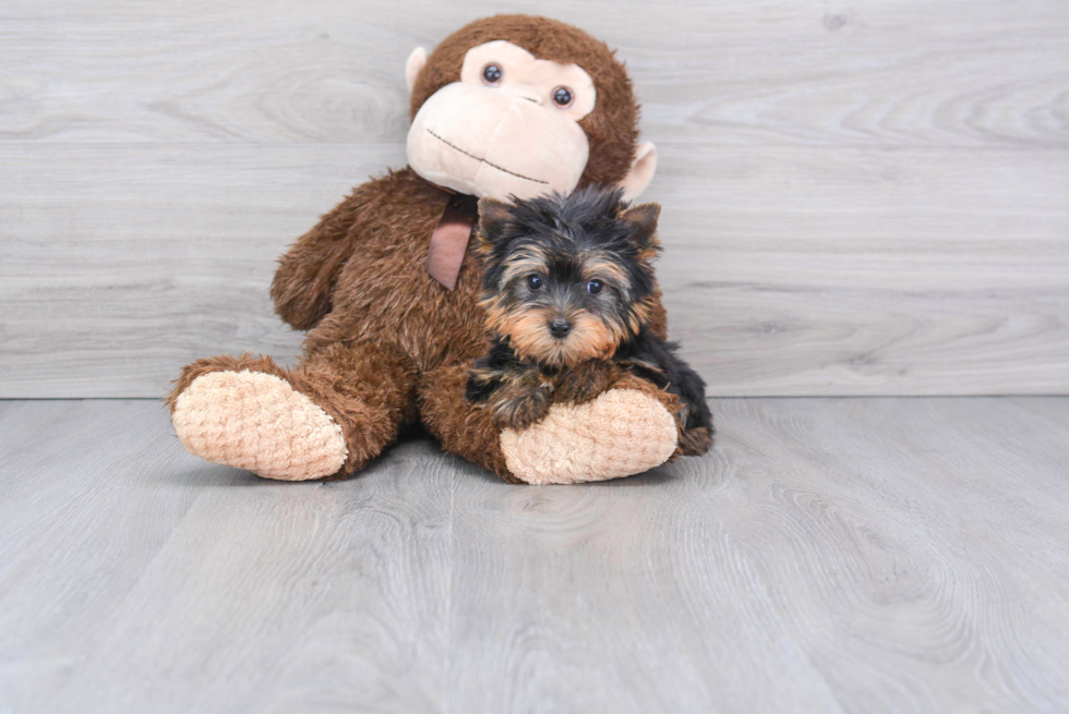 Meet Tinkerbell - our Yorkshire Terrier Puppy Photo 