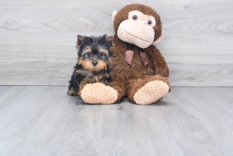 Meet Tinkerbell - our Yorkshire Terrier Puppy Photo 