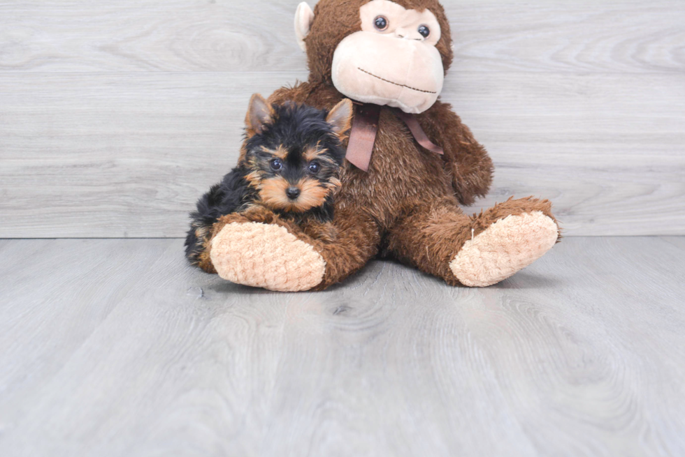 Meet Tinkerbell - our Yorkshire Terrier Puppy Photo 