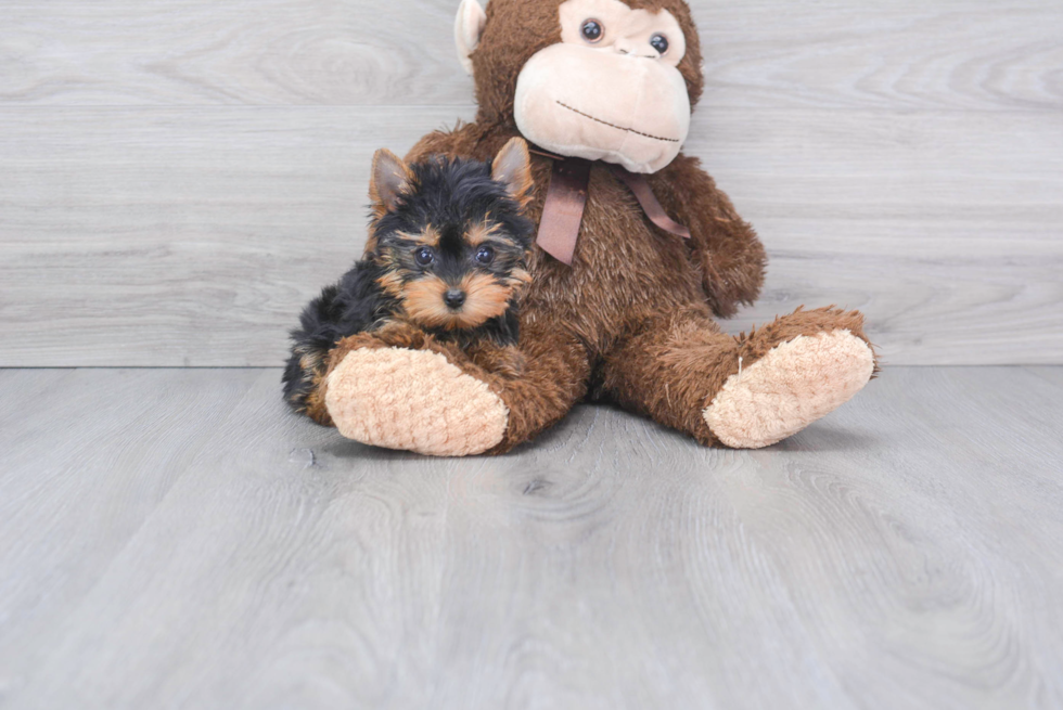 Meet Tinkerbell - our Yorkshire Terrier Puppy Photo 