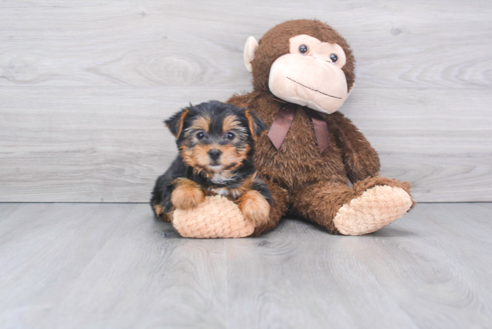 Yorkshire Terrier Puppy for Adoption