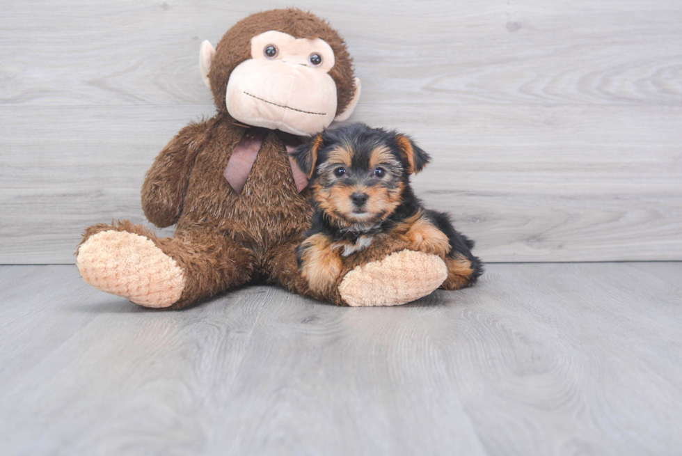 Funny Yorkshire Terrier Purebred Pup