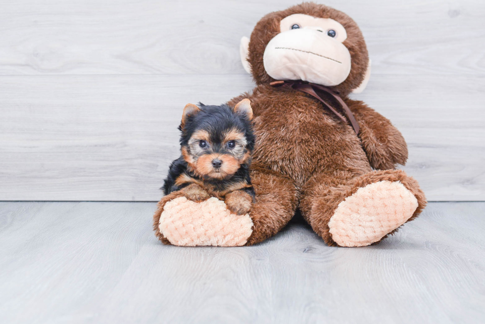 Meet Tinkerbell - our Yorkshire Terrier Puppy Photo 