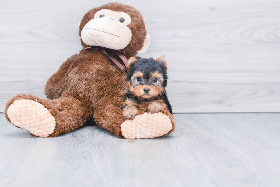 Meet Tinkerbell - our Yorkshire Terrier Puppy Photo 