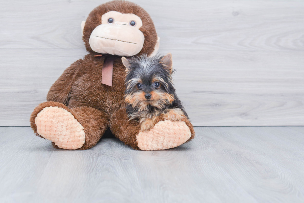 Meet Tinkerbell - our Yorkshire Terrier Puppy Photo 