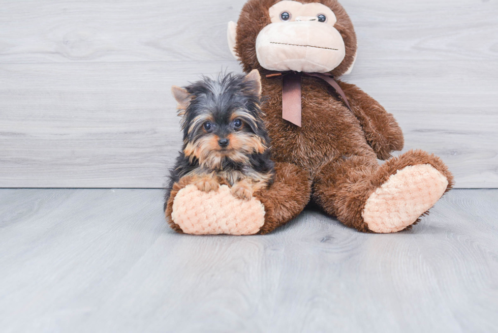 Meet Tinkerbell - our Yorkshire Terrier Puppy Photo 
