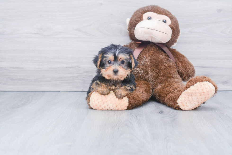 Meet Twinkle - our Yorkshire Terrier Puppy Photo 