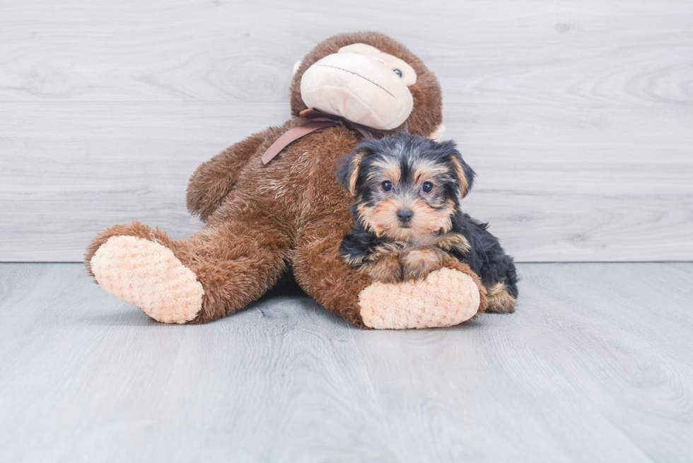 Meet Twinkle - our Yorkshire Terrier Puppy Photo 