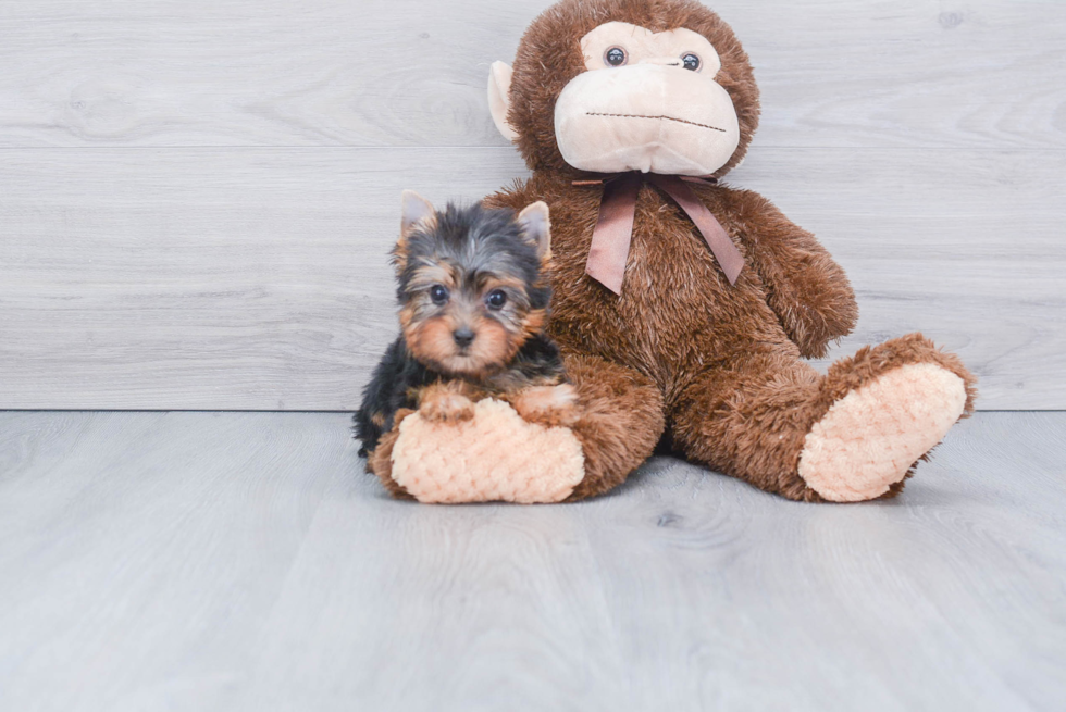 Meet Twinkle - our Yorkshire Terrier Puppy Photo 