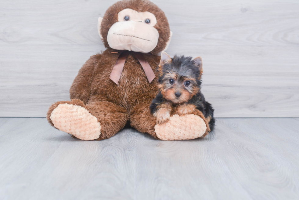 Meet Twinkle - our Yorkshire Terrier Puppy Photo 