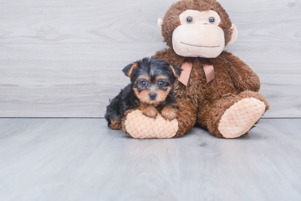 Meet Twinkle - our Yorkshire Terrier Puppy Photo 