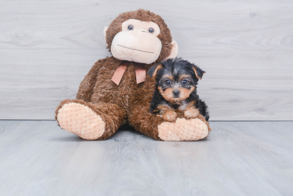 Meet Twinkle - our Yorkshire Terrier Puppy Photo 