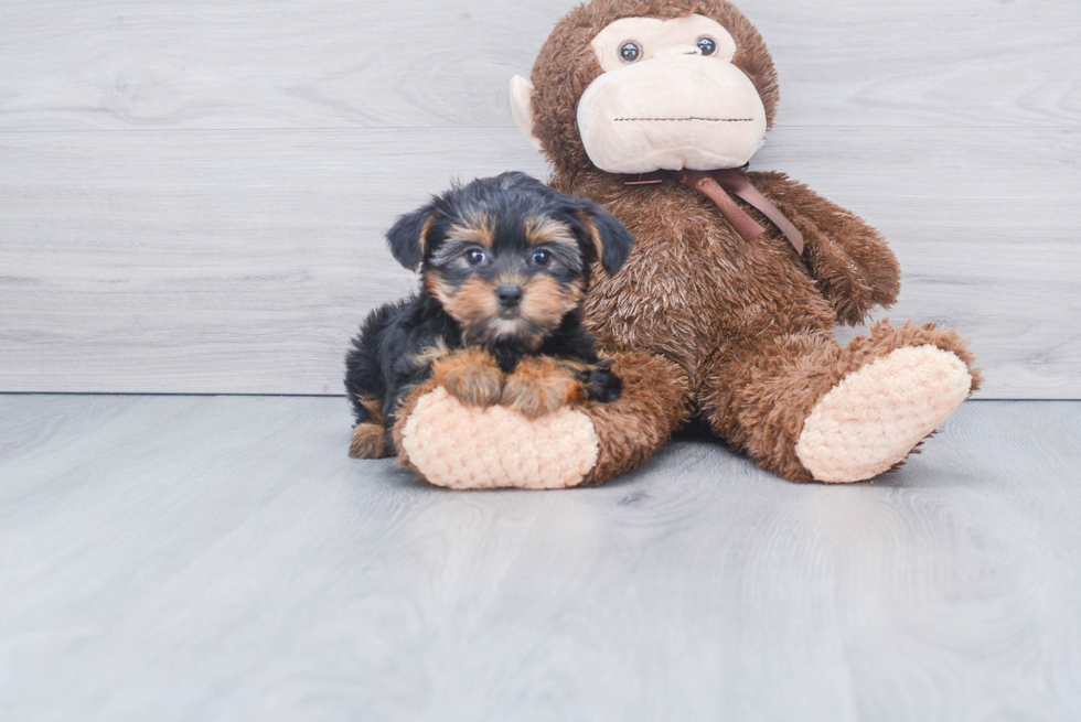 Meet Twinkle - our Yorkshire Terrier Puppy Photo 