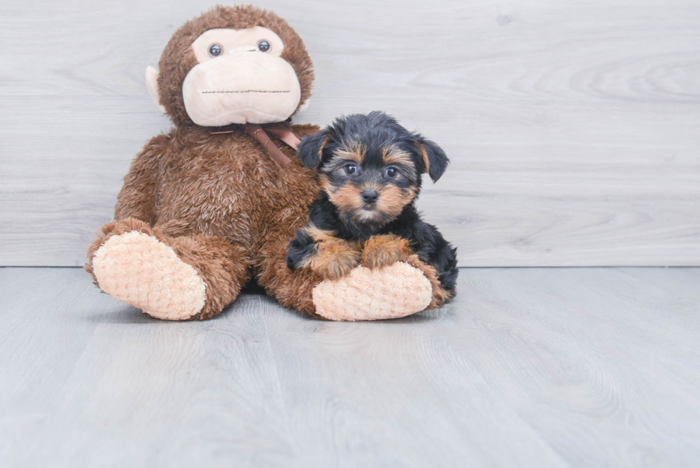 Meet Twinkle - our Yorkshire Terrier Puppy Photo 