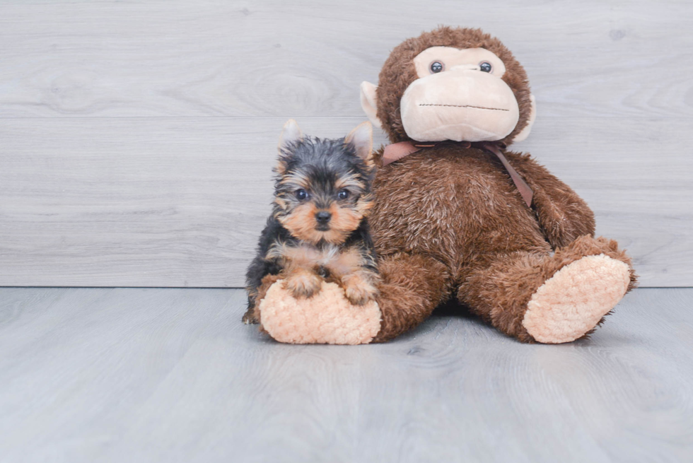 Meet Twinkle - our Yorkshire Terrier Puppy Photo 