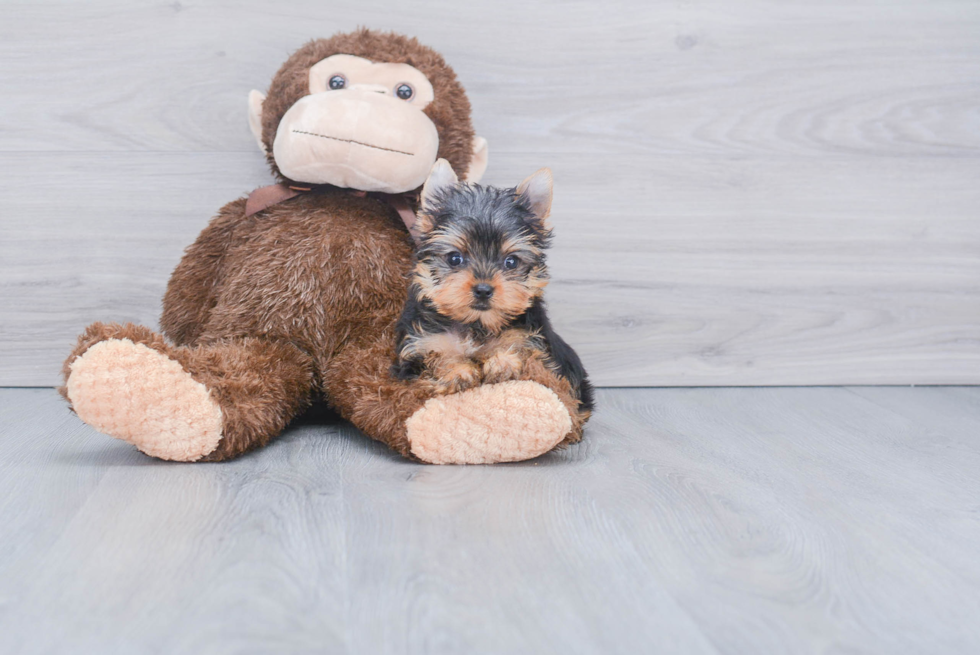 Meet Twinkle - our Yorkshire Terrier Puppy Photo 