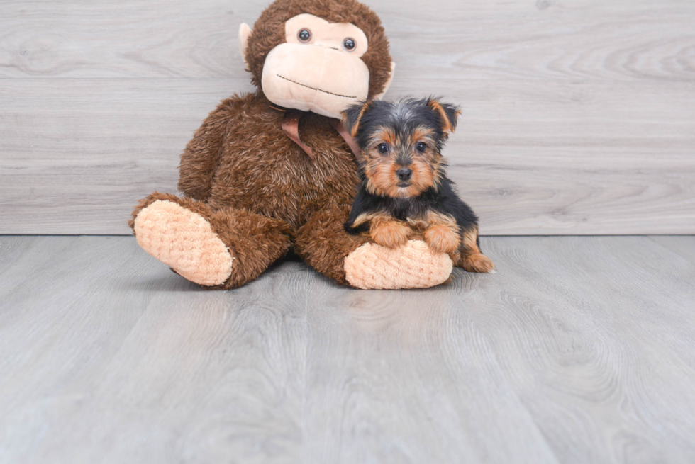 Meet Twinkle - our Yorkshire Terrier Puppy Photo 