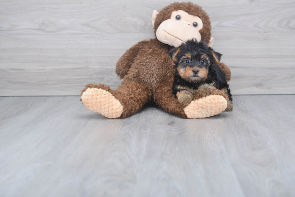 Meet Twinkle - our Yorkshire Terrier Puppy Photo 