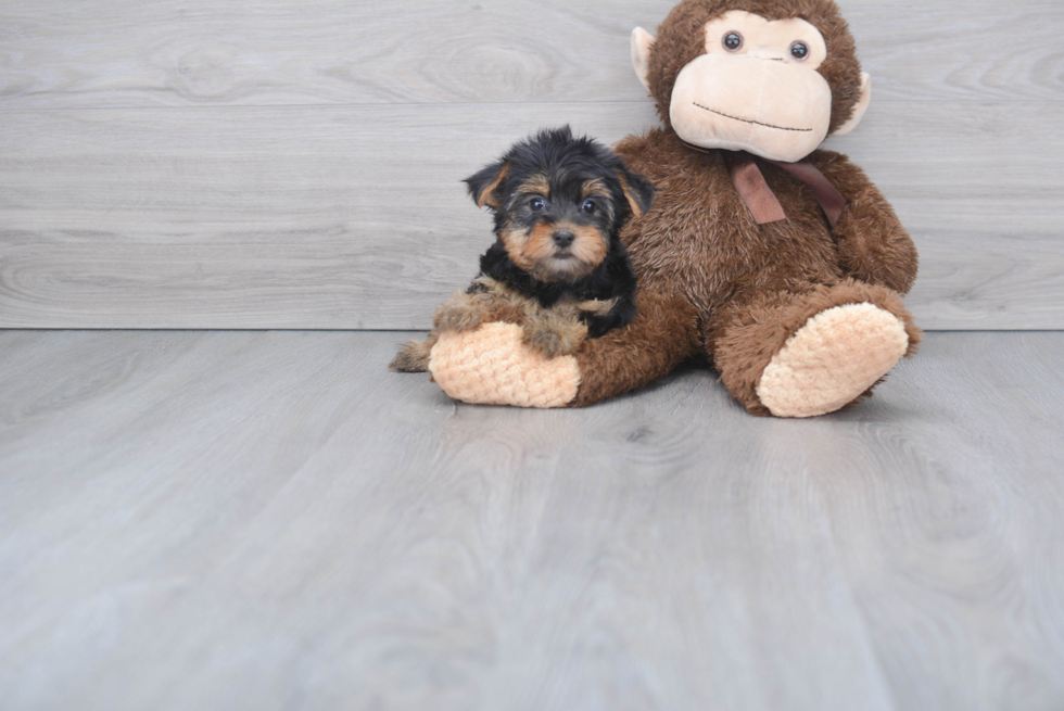 Meet Twinkle - our Yorkshire Terrier Puppy Photo 