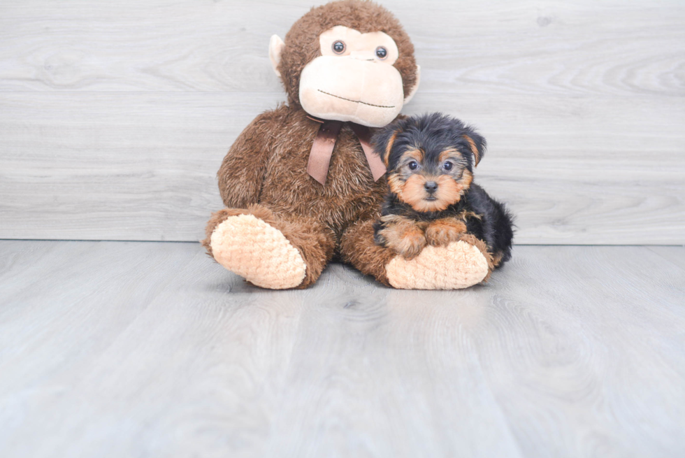 Meet Twinkle - our Yorkshire Terrier Puppy Photo 