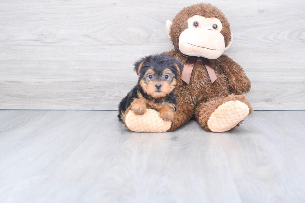 Meet Twinkle - our Yorkshire Terrier Puppy Photo 