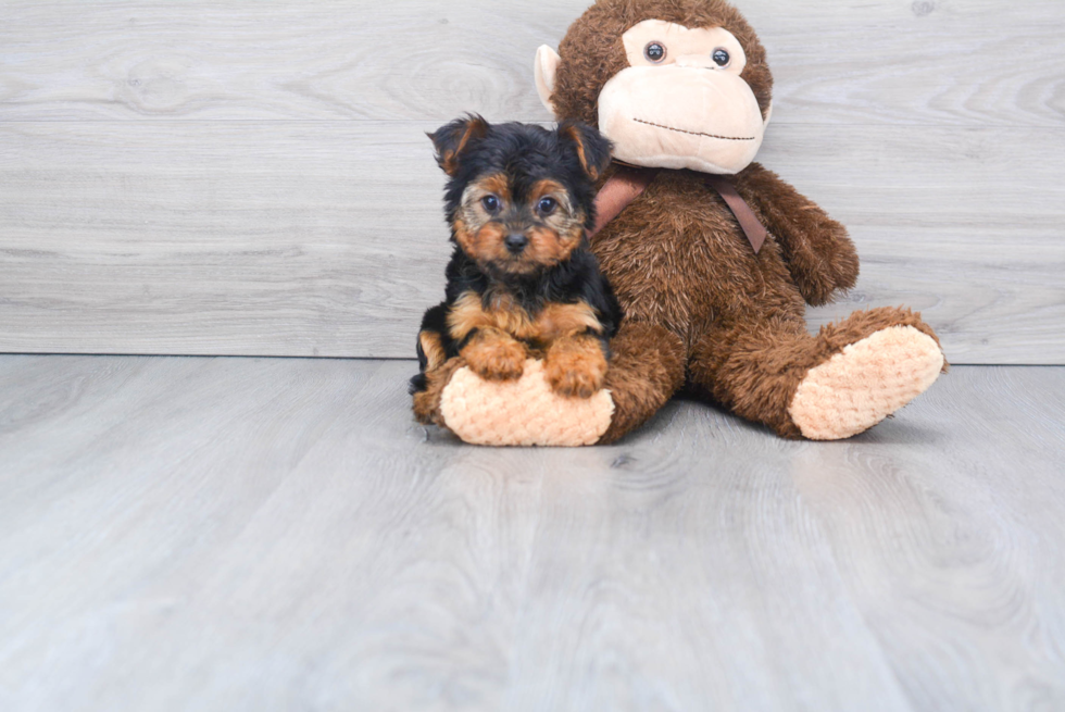 Meet Piper - our Yorkshire Terrier Puppy Photo 