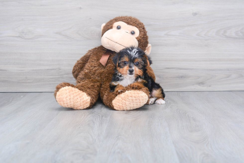 Meet Twinkle - our Yorkshire Terrier Puppy Photo 