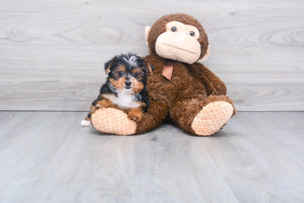 Meet Twinkle - our Yorkshire Terrier Puppy Photo 