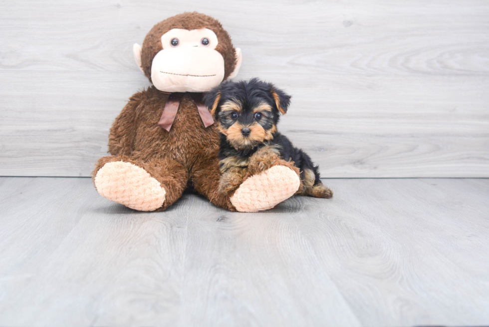 Meet Twinkle - our Yorkshire Terrier Puppy Photo 